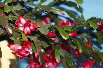 Christmas cactus (Schlumbergera truncata), flowers, in studio, North Rhine-Westphalia, Germany