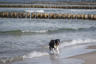 Dog, border collie fetches a ball from the Baltic Sea, Ahrtenshoop, Darß, Mecklenburg-Western