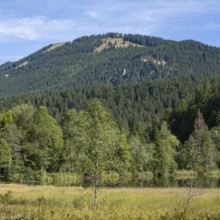 Landscape near Suttensee, wetland, Mangfall Mountains, Rottach-Egern, Upper Bavaria, Bavaria,