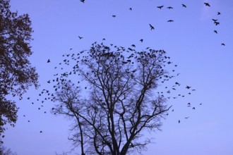 Crows on a tree in late autumn, Germany