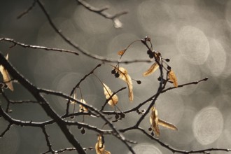 Linden tree in late autumn, Germany