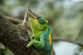 Three-horned chameleon (Trioceros jacksonii), male, Bwindi Impenetrable Forest National Park,