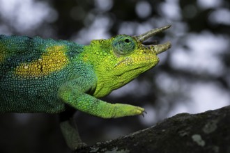 Three-horned chameleon (Trioceros jacksonii), male, Bwindi Impenetrable Forest National Park,