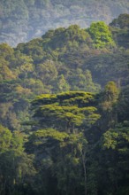 Rainforest, jungle, Bwindi Impenetrable Forest National Park, Uganda