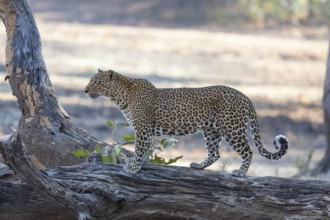 Leopard (Panthera pardus) female Zambia
