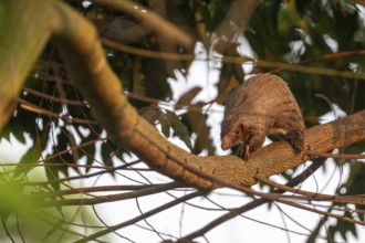 Pangolin climbing a tree, white-bellied pangolin (Phataginus tricuspis, Manis tricuspis), Western