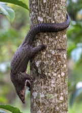Pangolin climbing a tree, white-bellied pangolin (Phataginus tricuspis, Manis tricuspis), Western