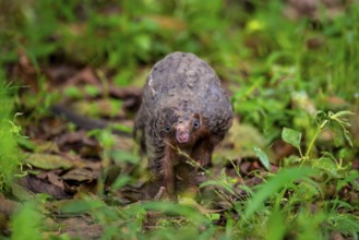 Pangolin on the ground, white-bellied pangolin (Phataginus tricuspis, Manis tricuspis), Western