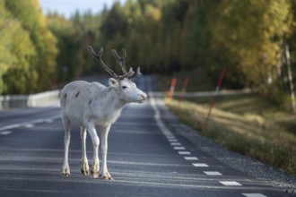 White reindeer on the street in Sweden, Lapland in autumn