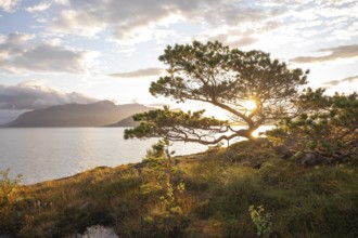 Scots pine with sun stars on the Norwegian fjord. Sunrise at Bodø, Nordland, Norway