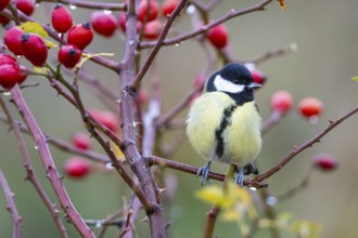 Great tit (Parus major) Germany
