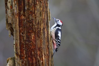 Middle woodpecker (Dendrocopus medius) Germany