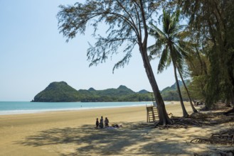 Lonely beach and ironwood trees, Casuarina Equisetifolia, Ao Manao Beach, Prachuap Khiri Khan,