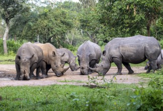 Southern white rhino (Ceratotherium simum simum), several animals at a watering hole, Ziwa Rhino