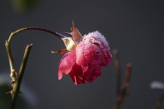 Hoarfrost in nature, winter, Germany