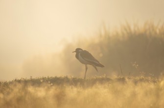 A white-breasted waterhen (Amaurornis phoenicurus) in the grass during a misty sunrise, Gazipur,