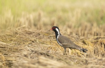 A white-breasted waterhen (Amaurornis phoenicurus) stands on a rice field at noon, Gazipur,