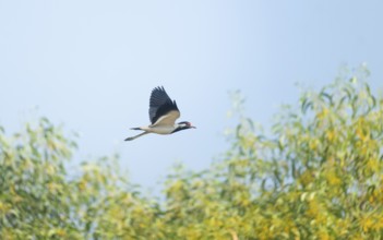 A white-breasted waterhen (Amaurornis phoenicurus) in flight, Gazipur, Bangladesh