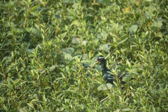 A bronze-winged jacana (Metopidius indicus), Gazipur, Bangladesh