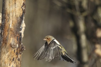 Chaffinch (Fringilla coelebs) male in flight, approach to forage wood, winter feeding, Allgäu,