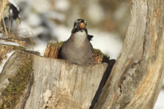 Eurasian Jay (Garrulus glandarius) with acorn (Quercus) in its beak, feeding in the forest during