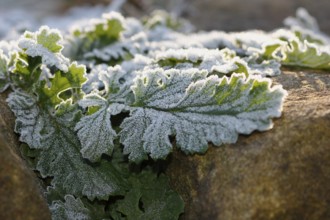 Gänsefinerkraut (Potentilla anserina), North Rhine-Westphalia, Germany