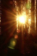 Forest on a November evening, sunset, autumn, Germany