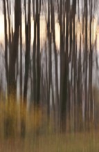 Forest in November, abstracted, blurring, autumn, Germany