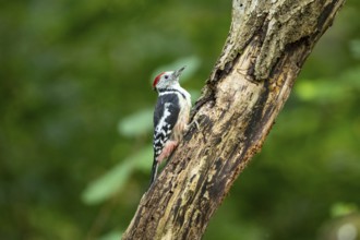 Middle woodpecker (Dendrocopus medius) Germany