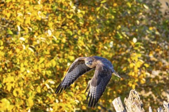Common Buzzard (Buteo buteo) Germany