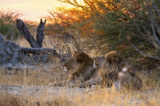 Sunset, two maned lions, siblings lying in the grass, lion (Panthera Leo), savuti, Chobe National