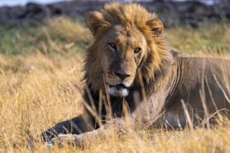 Maned lion (Panthera Leo) lying in grass, savanna, Savuti, Chobe National Park National Park,