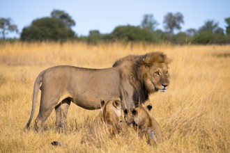 Maned lion and young animals, lion (Panthera Leo) lying in grass, savuti, Chobe National Park