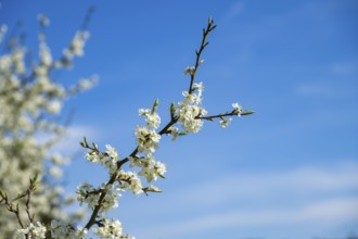 Blackthorn (Prunus spinosa) Blossoms flowering in spring, Bavaria, Germany, Europe, Helena,