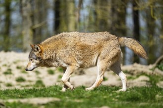 Eastern wolf (Canis lupus lycaon) walking on a meadow, Bavaria, Germany