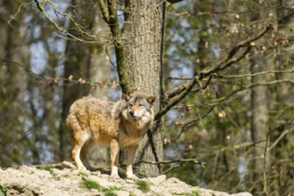 Eastern wolf (Canis lupus lycaon) standing on a little hill, Bavaria, Germany