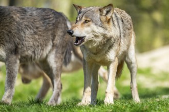 Eastern wolf (Canis lupus lycaon) standing on a meadow, Bavaria, Germany