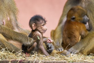 Guinea baboon (Papio papio) new born youngster at its mother, captive, Bavaria, Germany