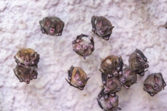 Lesser mouse-eared myotis (Myotis blythii) bats hanging on a wall, Bavaria, Germany