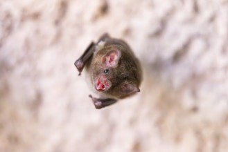 Lesser mouse-eared myotis (Myotis blythii) bat hanging on a wall, Bavaria, Germany