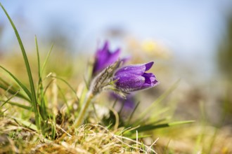 Pasque flower (Pulsatilla vulgaris), blooming, sunset, Bavaria, Germany