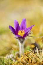 Pasque flower (Pulsatilla vulgaris), blooming, sunset, Bavaria, Germany