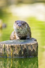 Eurasian otter (Lutra lutra) on a tree trunk in the water of a little lake, Bavaria, Germany