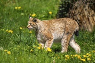 Eurasian lynx (Lynx lynx), walking on a meadow, Bavaria, Germany