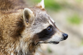 Common raccoon (Procyon lotor), portrait, Bavaria, Germany
