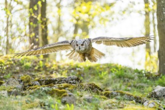 Eurasian eagle-owl (Bubo bubo) landing, captive, Bavaria, Germany