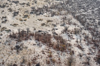 Structure and pattern, trees in the dry season, arid landscape, aerial view of the Okavango Delta,