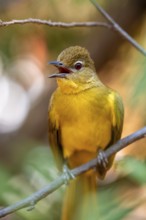 Yellow-bellied Greenbul (Chlorocichla flaviventris), Yellow-bellied Greenbul, Zambezi Region,