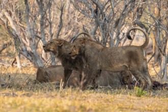 Lion pack with kill, lion (Panthera Leo) eats buffalo, savanna, Moremi Game Reserve, Botswana