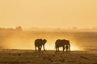 African elephant (Loxodonta africana), silhouette, sunset, atmospheric light, Ihaha, Chobe National